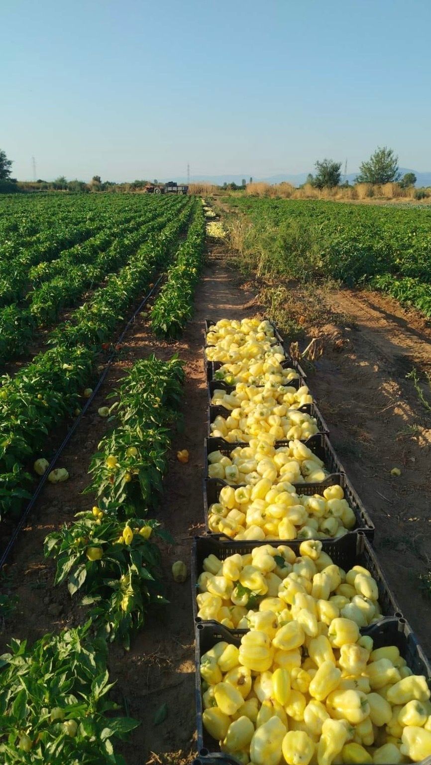 BFD's Local Food Production